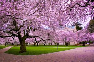 Cherry Blossom Season cherry blossom wallpaper