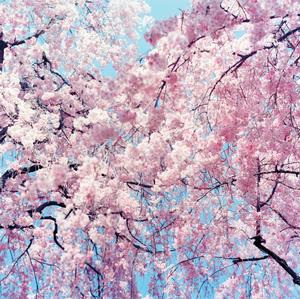 Cherry Blossom Tree Flowers Picture cherry blossom wallpaper