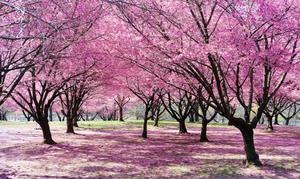 Cherry Blossom Tree Forest Picture cherry blossom wallpaper