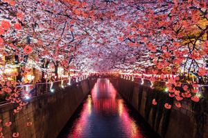 Cherry Blossom Trees Japan cherry blossom wallpaper