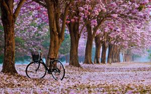 Cherry Blossom Trees cherry blossom wallpaper