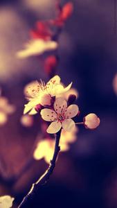 Cherry Blossoms Beautiful Phone beautiful phone wallpaper