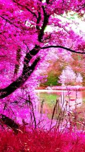 Cherry Blossoms Beautiful Phone beautiful phone wallpaper