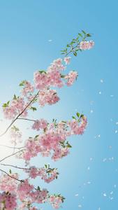 Cherry Blossoms Flower Mobile flower mobile wallpaper