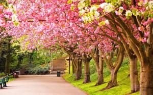 Cherry Blossoms In Spring spring wallpaper