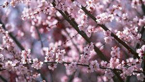 Cherry Blossoms In Spring cherry blossom wallpaper