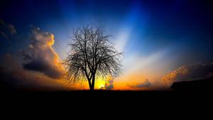 Christian Tree Of Life christian wallpaper
