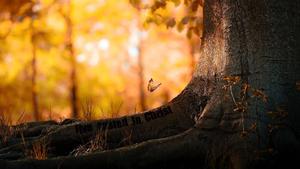 Christian Tree With Butterfly christian wallpaper