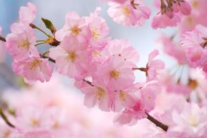 Close Up Cherry Blossom cherry blossom wallpaper