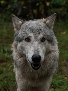 Close-Up Cute Wolf Portrait wolf wallpaper
