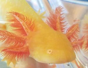Close-Up Orange Axolotl axolotl wallpaper