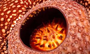 Close Up Picture Of A Rafflesia Flower flower wallpaper