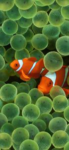 Clownfishes At Reef Ios 16 ios 16 wallpaper