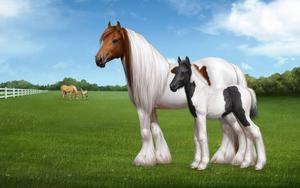 Clydesdale horses grazing in a pasture horse wallpaper