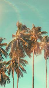 Coconut Palm Trees Summer iPhone summer iphone wallpaper