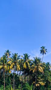 Coconut Trees Iphone Live iphone live wallpaper