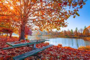 Colorful autumn leaves scattered along a cobbled pathway fall wallpaper