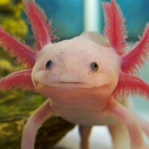Colorful Axolotl axolotl wallpaper
