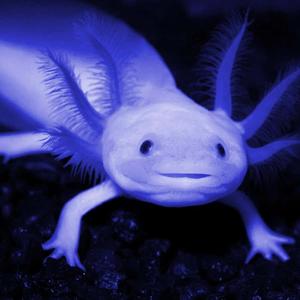 Colorful axolotl smiles brightly axolotl wallpaper