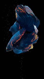 Colorful Big Blue Fish Captured In Its Natural Habitat live wallpaper