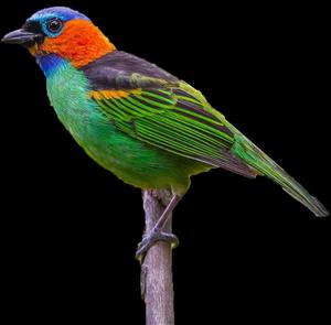 Colorful Bird Perchedon Branch Wallpaper