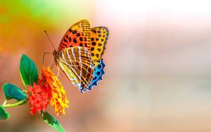 Colorful Butterfly Full Screen Hd Desktop full screen hd desktop wallpaper