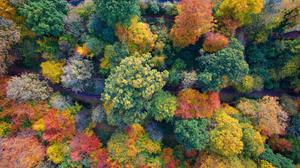 Colorful Fall Aesthetic Forest fall aesthetic wallpaper