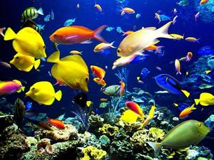 Colorful Fish Ocean Laptop laptop wallpaper