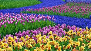 Colorful Spring Flower Field spring wallpaper