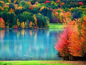 Colorful Trees During Fall fall wallpaper