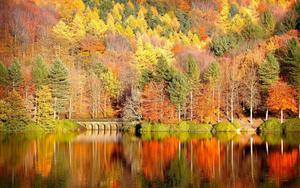 Colorful Trees Fall Season fall wallpaper