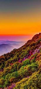Colorful Trees Nature 4K iPhone 4k nature iphone wallpaper