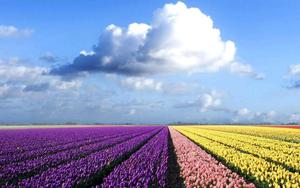 Colorful Tulip Field Laptop laptop wallpaper