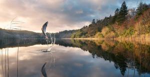 Come and fish, the lake is full of trout! fishing wallpaper