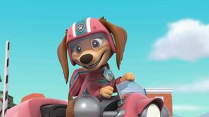 Come join the Paw Patrol, and help us keep Adventure Bay safe! paw patrol wallpaper