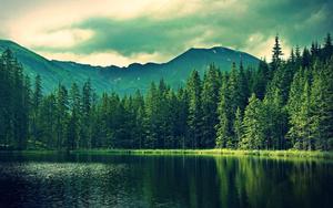 Coniferous Forest Lake forest wallpaper