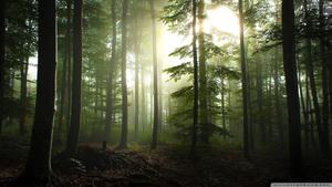 Coniferous Forest Sunlight forest wallpaper