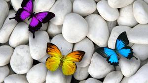 Connecting With Friends Amid Nature whatsapp wallpaper