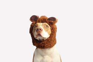 Cool Bull Dog With Brown Hat cool wallpaper