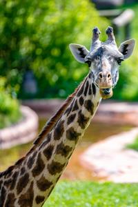 Cool Calm Giraffe Staring cool wallpaper