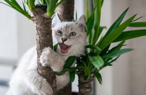 Cool Cat Hugging Plant cool wallpaper