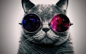 Cool Cat with Aviator Shades cool wallpaper