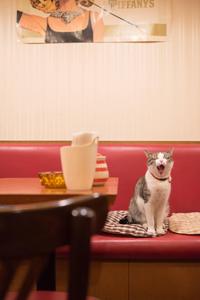 Cool Cat Yawning cool wallpaper