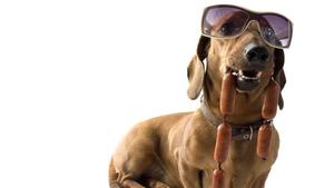 Cool Dachshund Dog With Sunglasses cool wallpaper