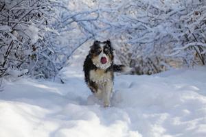 Cool Husky On Snow cool wallpaper