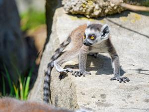 Cool Lemur Glancing Surroundings cool wallpaper