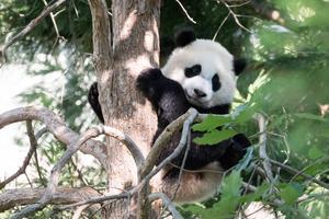 Cool Panda Hugging Tree cool wallpaper