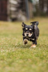 Cool Puppy Running cool wallpaper