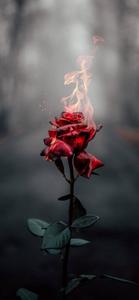 Cool Rose Photography cool wallpaper