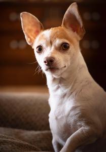 Cool White Brown Chihuahua cool wallpaper